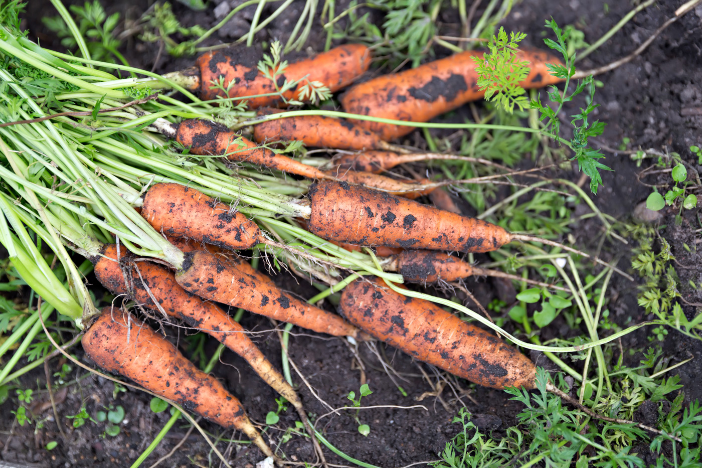Carrot Salad organic Mediterranean Diet Extra Virgin Olive Oil